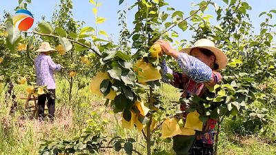 【视频】巴河80亩砂梨盛夏开园 笑迎八方宾客