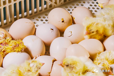【关注蛋鸡全产业链】蛋鸡全产业链拓宽富民路