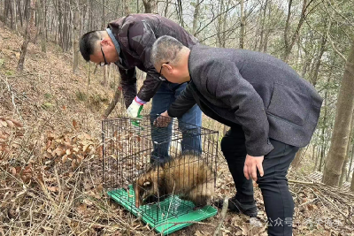 救助小猪獾 放归回山林