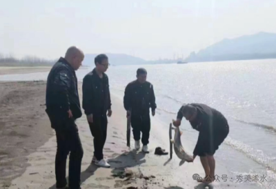 【视频】国家一级保护动物长江鲟搁浅 渔政人员及时救助放生