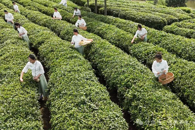 【视频】董河“碧珍”：创新“茶科技” 擦亮“茶品牌”