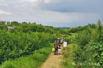 浠水五峰坳村：一片荒坡的“锦绣”前程