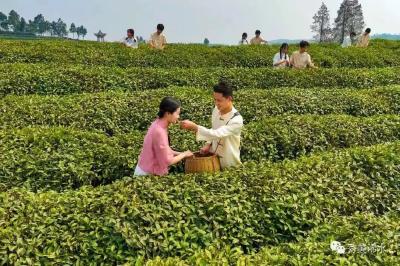 “四星”名茶！董河碧珍