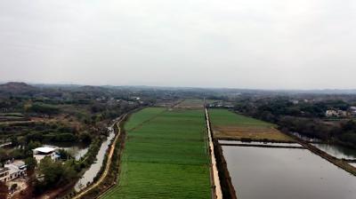【视频】全省首批  浠水双低油菜基地入选