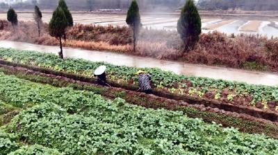 【视频】浠水县入选全国油菜单产提升整建制推进县名单