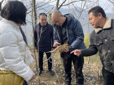 浠水：绿杨药香引客来 甬黄携手促振兴