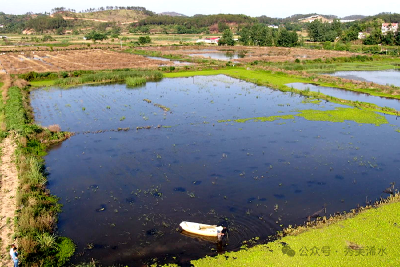 “虾”路相逢品质胜 一水双收“链”振兴 
