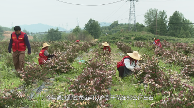 【视频】金银花开满山坡 村民采摘忙不停