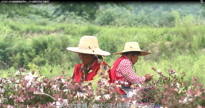 【视频】清泉镇张家坪村：小小金银花变身“致富花”