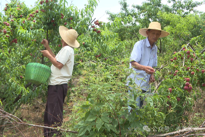 油茶园里“桃”金忙 