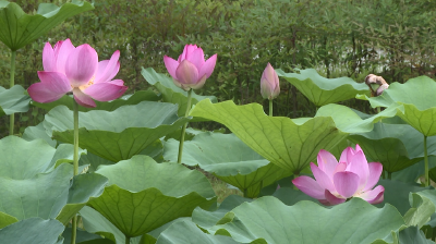 【视频】荷”你相约 醉美浠水