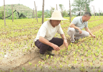 【创业路上】周利：十年开荒种油茶 只为做好一滴油 