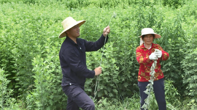 【视频】徐鑫：深圳归来耕热土 “艾”上乡村富乡邻
