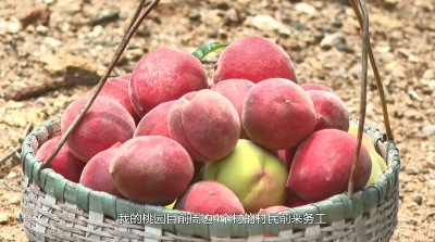 【视频】油茶园里“桃”金忙