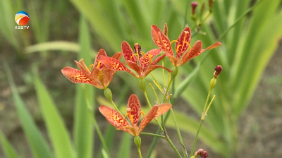 【视频】药香满园 园藏“百草”