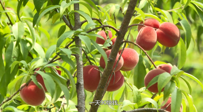 【视频】金盆谷里果飘香 铺就乡村振兴“甜蜜路”