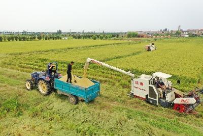 宜城：防疫生产两不误 水稻丰收三增长