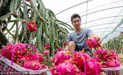 湖北保康：火龙果种出“火红日子”