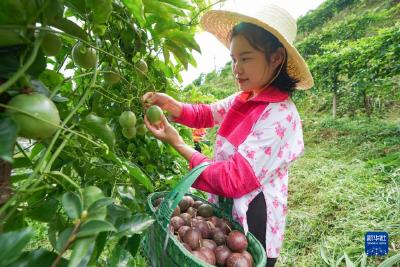 铸牢中华民族共同体意识丨百香果造就苗侗山乡“甜蜜事业” 