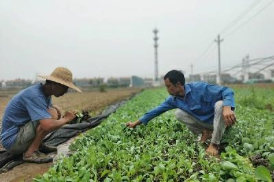 王集镇：蔬菜种植正当时 以秋补夏降损失