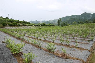 湖北巴东：“小茶叶”背后的乡村振兴