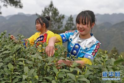 走进乡村看小康｜老茶山复活 长出致富“金叶”