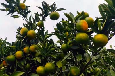 刘猴镇：千亩柑桔压枝头 桔香满园采摘忙