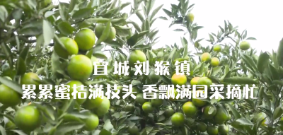 【微视频】宜城刘猴镇：累累蜜桔满枝头 香飘满园采摘忙