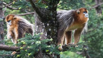 习近平时间｜保护生物多样性 共建美丽世界