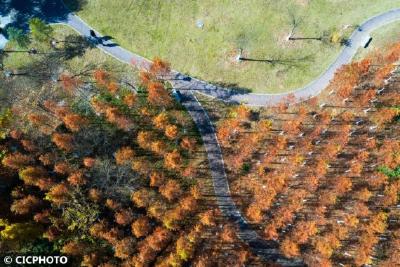 公园风景美 初冬叶斑斓