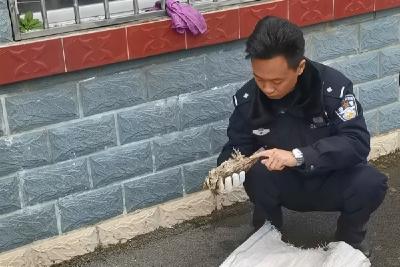 警民携手同心 救助呆萌猫头鹰