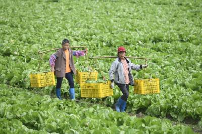 新华全媒+｜种好“菜园子” 拎稳“菜篮子”——聚焦冬春蔬菜保供稳价