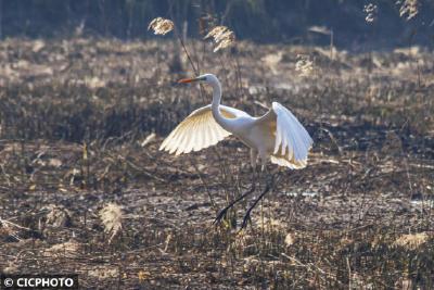 山西临猗：黄河湿地美 野生鸟欢“聚”