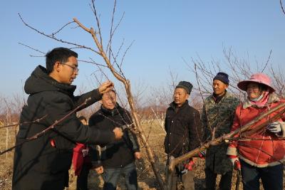 南营办事处金山村：加强果树越冬管理 促进林果提质增效