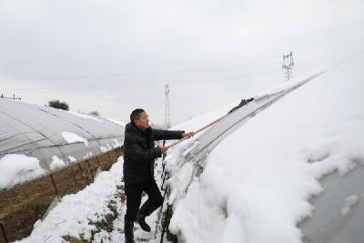 农业专家：指导雪后大棚蔬菜管理 