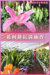 2022开年田野观察丨花田新事：年宵花开看变迁 