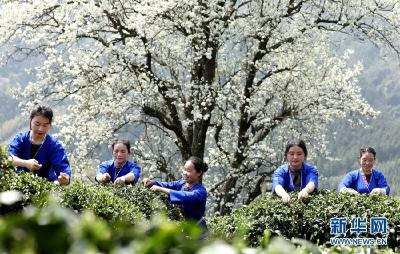 【“飞阅”中国】春到侗寨 春茶开采