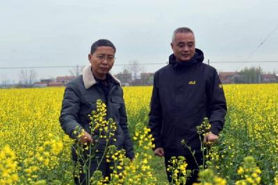 油菜花开正当时 宜城农业专家指导忙