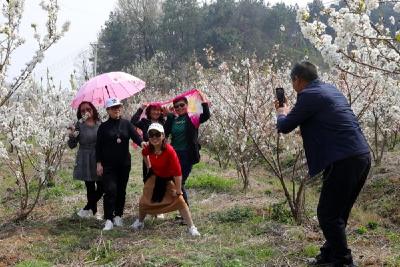 美好时光 “樱”你而来 刘猴樱桃谷迎来赏花高峰期