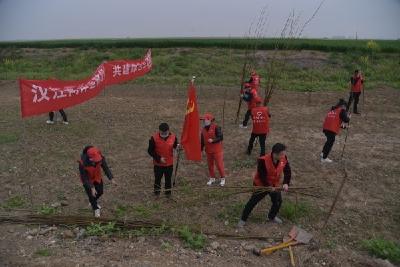 王集镇：植树汉江滩 保护母亲河