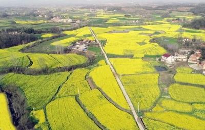 刘猴镇杨李村：8000亩油菜花开满金色致富路 