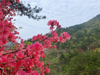 最美人间四月天 漫山杜鹃花正红