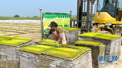 “工厂化”水稻育秧跑出生产“加速度”