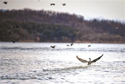 密云水库迎来大批候鸟 超2000只西伯利亚银鸥、红嘴鸥、鸬鹚、苍鹭等鸟类来水库区域觅食