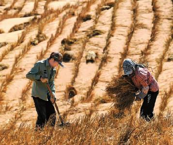 由“沙进人退”到“绿进沙退”——敢把沙漠变绿洲 