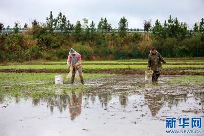 春耕进行时丨播下春的希望 稳定粮食生产