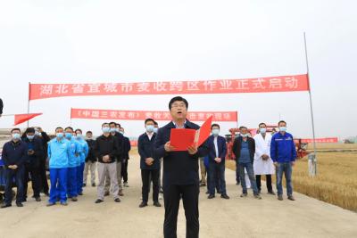 丰收了！中国“三农”直播宜城小麦开镰
