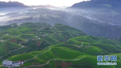 【“飞阅”中国】万亩茶山 “碧波”荡漾