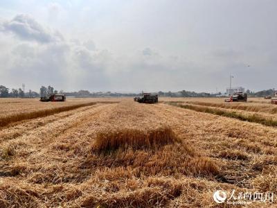 节本增产效果显著 西南地区小麦亩产突破600公斤