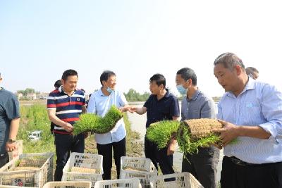 【奋进新征程建功新时代】宜城：机械化育秧插秧 着力打造“宜城米”品牌